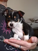 Kyle, a male Chihuahua for sale in Maxton, NC – 2 of 4