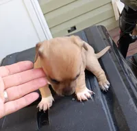 Katie, a female Chihuahua for sale in Maxton, NC – Photo 4 of 4