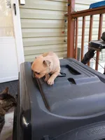 Katie, a female Chihuahua for sale in Maxton, NC – Photo 3 of 4