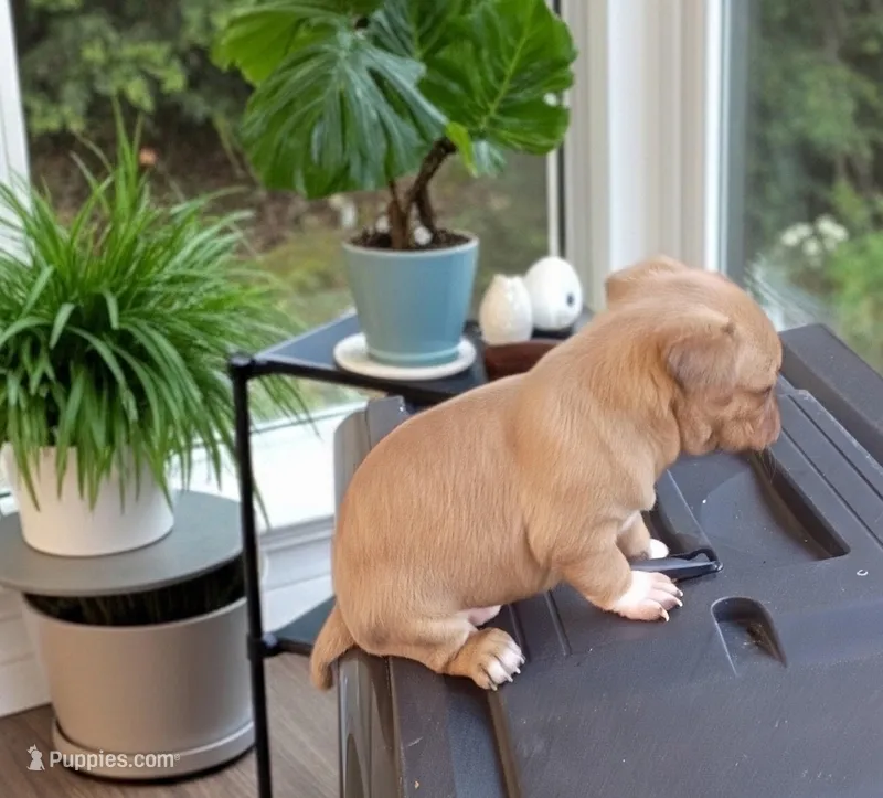 Katie – Chihuahua puppy for sale in Maxton, NC