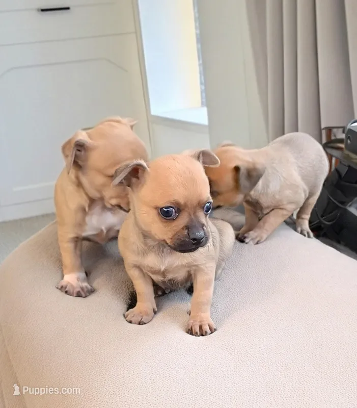 Katie – Chihuahua puppy for sale in Maxton, NC