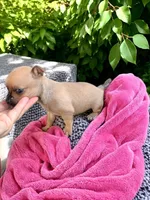 Katie, a female Chihuahua for sale in Maxton, NC – Photo 2 of 4