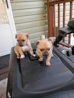 Katie (teacup), a female Chihuahua for sale in Maxton, NC – Photo 2 of 3