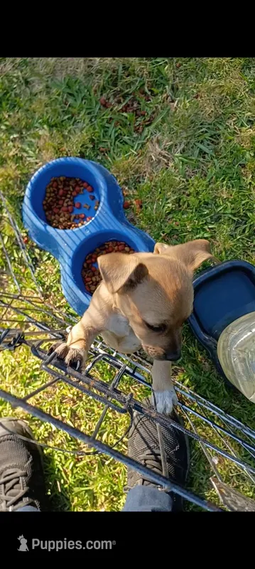 Sable – Chihuahua puppy for sale in Maxton, NC