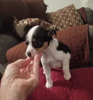 Yanzi, a male Chihuahua for sale in Maxton, NC – 3 of 4