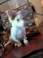 Hera, a female Chihuahua for sale in Maxton, NC – Photo 2 of 6