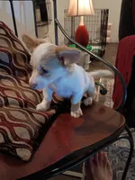 Hera, a female Chihuahua for sale in Maxton, NC – Photo 6 of 6