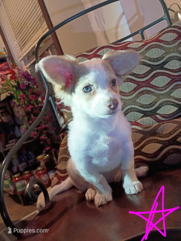 Hera – Chihuahua puppy for sale in Maxton, NC