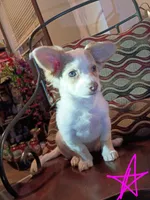 Hera, a female Chihuahua for sale in Maxton, NC – Photo 1 of 6