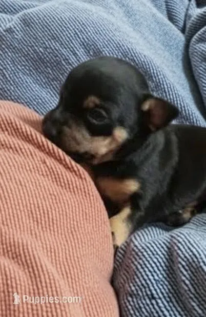 Karly (teacup) – Chihuahua puppy for sale in Maxton, NC