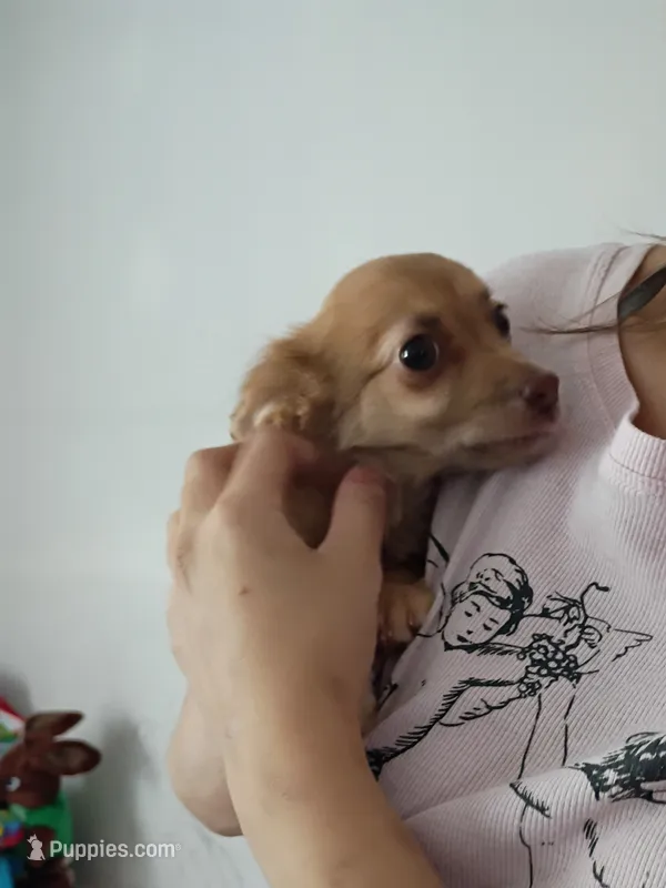 Hercules (teacup)  – Chihuahua puppy for sale in Maxton, NC