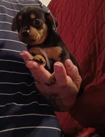 Karly, a female Chihuahua for sale in Maxton, NC – 2 of 4