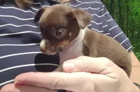 Vera (teacup), a female Chihuahua for sale in Maxton, NC – Photo 3 of 5