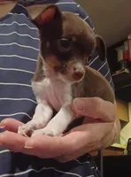 Vera (teacup), a female Chihuahua for sale in Maxton, NC – Photo 5 of 5