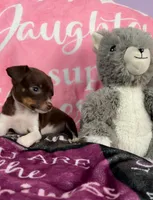 Vera (teacup), a female Chihuahua for sale in Maxton, NC – Photo 4 of 5