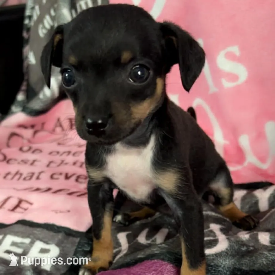 Leah, a female Chihuahua for sale in Maxton, NC – Photo 2 of 3