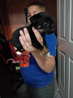 Leah, a female Chihuahua for sale in Maxton, NC – Photo 1 of 3