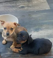 Little Lena, a female Chihuahua and Miniature Dachshund for sale in Maxton, NC – 4 of 6