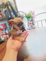 Susie, a female Chihuahua for sale in Maxton, NC – 3 of 4