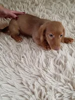 Molly, a female Dachshund for sale in Maxton, NC – Photo 2 of 2