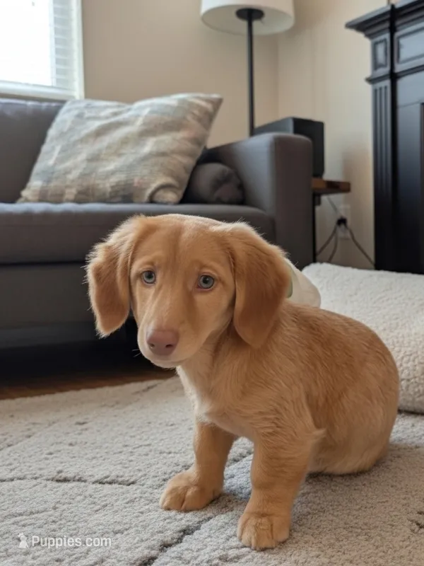 Molly – Dachshund puppy for sale in Maxton, NC