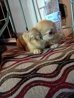 Hercules , a male Chihuahua for sale in Maxton, NC – Photo 2 of 3