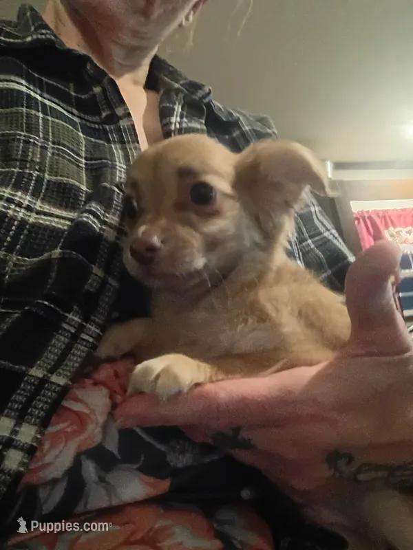 Hercules , a male Chihuahua for sale in Maxton, NC – Photo 1 of 3