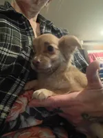 Hercules , a male Chihuahua for sale in Maxton, NC – Photo 1 of 3