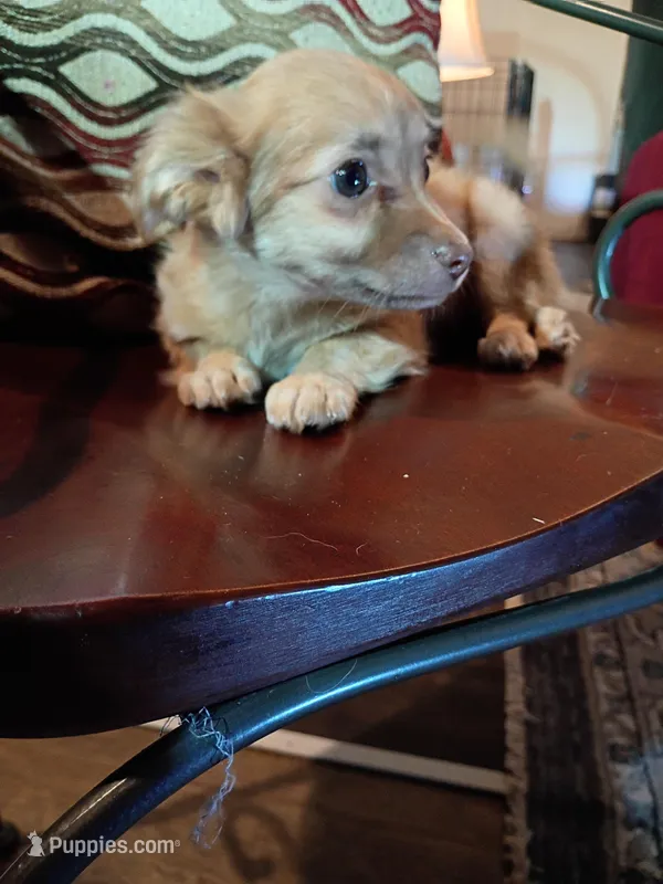 Hercules (teacup) Perfect for Mothers Day ❤️ – Chihuahua puppy for sale in Maxton, NC