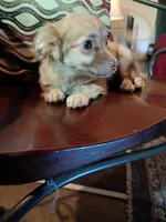 Hercules , a male Chihuahua for sale in Maxton, NC – Photo 3 of 3