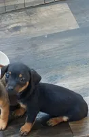 Little Lena, a female Chihuahua and Miniature Dachshund for sale in Maxton, NC – 3 of 6