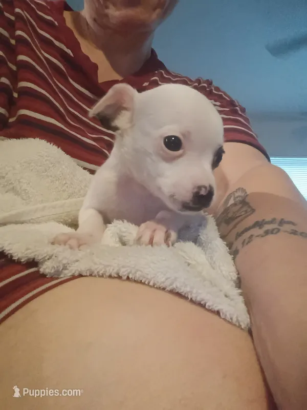 Teacup Spud – Chihuahua puppy for sale in Maxton, NC