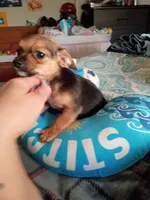 Maximus, a male Chihuahua for sale in Maxton, NC – Photo 3 of 5