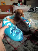 Maximus, a male Chihuahua for sale in Maxton, NC – Photo 4 of 5