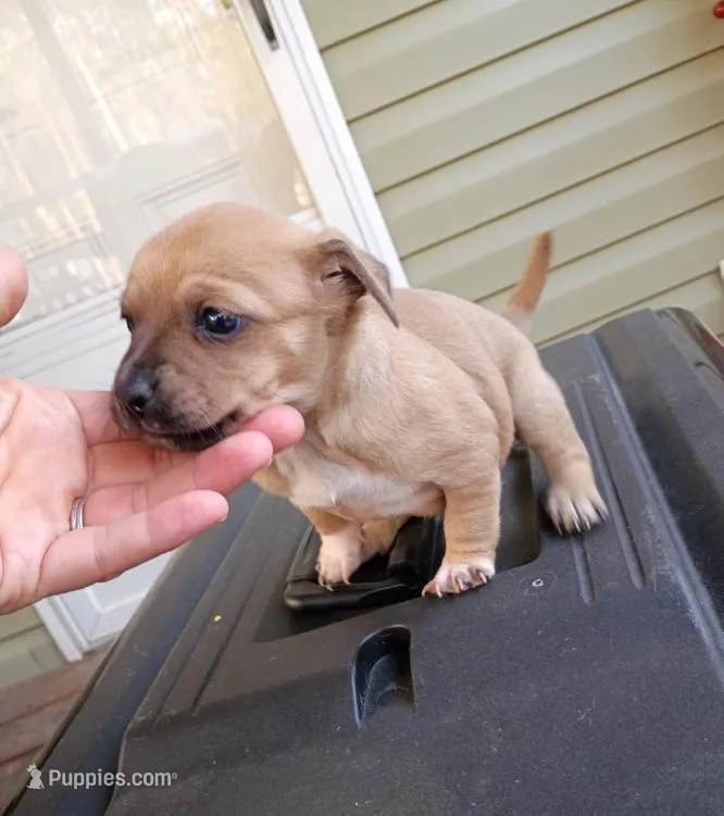 Kelz – Chihuahua puppy for sale in Maxton, NC
