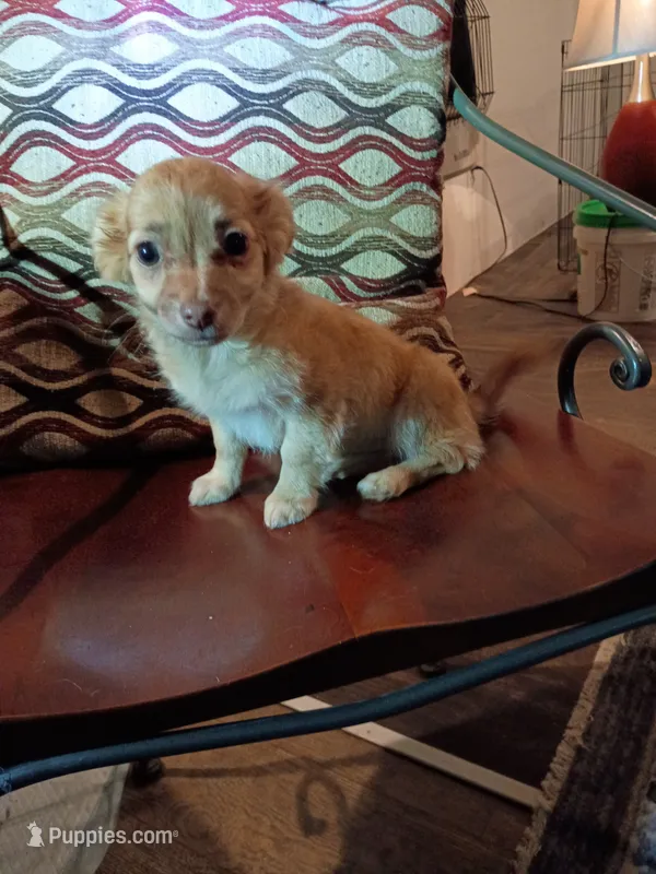 Blakie (longhaired) – Chihuahua, Miniature Dachshund puppy for sale in Maxton, NC