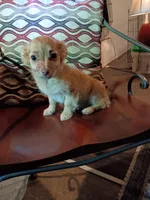 Blakie (longhaired), a male Chihuahua and Miniature Dachshund for sale in Maxton, NC – 1 of 6