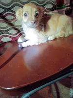 Blakie (longhaired), a male Chihuahua and Miniature Dachshund for sale in Maxton, NC – 6 of 6