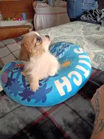 Eli, a male Chihuahua for sale in Maxton, NC – Photo 2 of 3