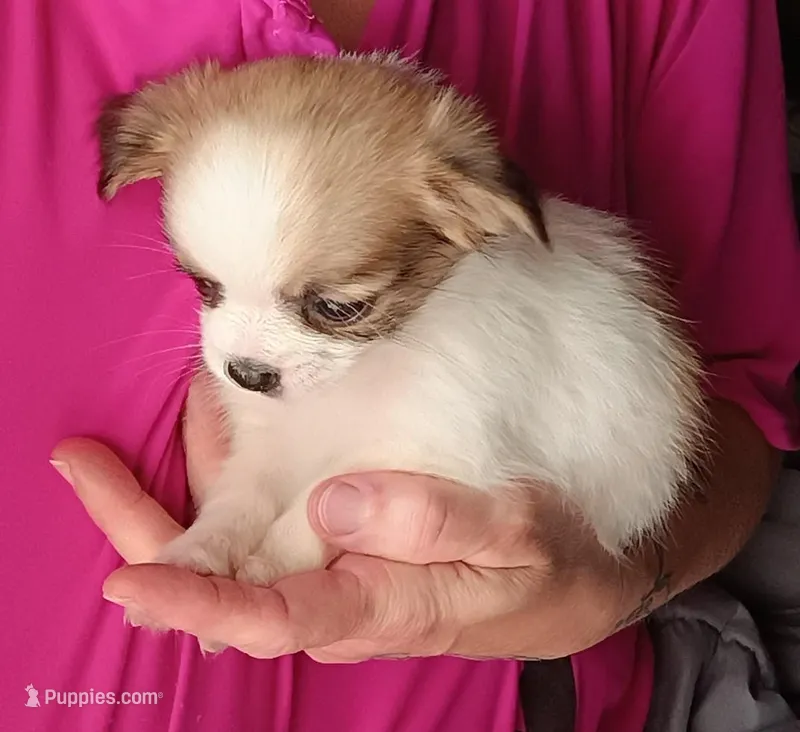 Eli – Chihuahua puppy for sale in Maxton, NC
