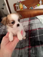 Eli, a male Chihuahua for sale in Maxton, NC – Photo 1 of 3