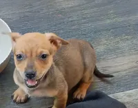 Little Lula, a female Chihuahua and Miniature Dachshund for sale in Maxton, NC – 1 of 2
