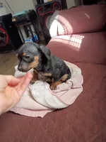 Little Lena, a female Chihuahua and Miniature Dachshund for sale in Maxton, NC – 6 of 6