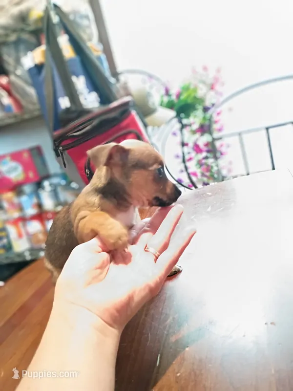 Susie – Chihuahua puppy for sale in Maxton, NC
