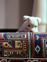 Moe, a male Chihuahua for sale in Maxton, NC – Photo 2 of 4