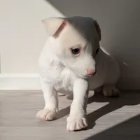 Moe, a male Chihuahua for sale in Maxton, NC – Photo 3 of 4