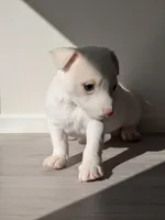 Moe, a male Chihuahua for sale in Maxton, NC – Photo 3 of 4