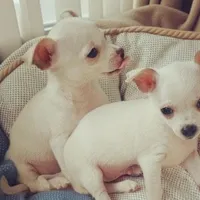 Moe, a male Chihuahua for sale in Maxton, NC – Photo 1 of 4