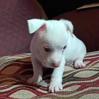 Moe, a male Chihuahua for sale in Maxton, NC – Photo 4 of 4