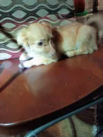 Blakie (longhaired), a male Chihuahua and Miniature Dachshund for sale in Maxton, NC – 5 of 6